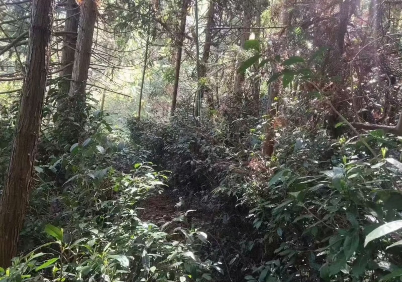 特级野生有机茶2000元/斤，每年货很少，零0️⃣农残！