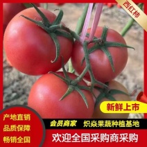 沙瓤硬粉西红柿【热卖中】超市精品、电商**大量供应