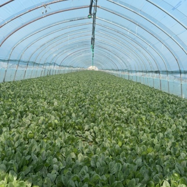 江苏菠菜