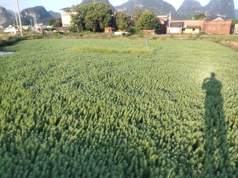 粉绿狐尾藻、观赏水生植物、用于景区湿地公园、养殖遮阴观赏