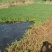 粉绿狐尾藻、观赏水生植物、用于景区湿地公园、养殖遮阴观赏