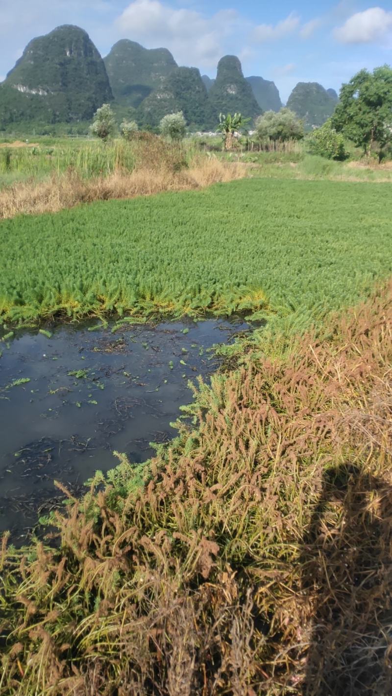 粉绿狐尾藻、观赏水生植物、用于景区湿地公园、养殖遮阴观赏