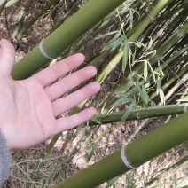 大概有两亩地的毛竹处理，家里老人不希望连根挖，价格可协商