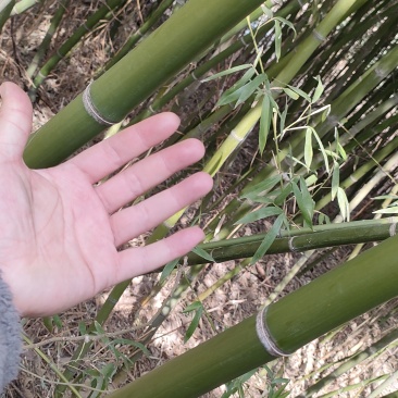大概有两亩地的毛竹处理，家里老人不希望连根挖，价格可协商
