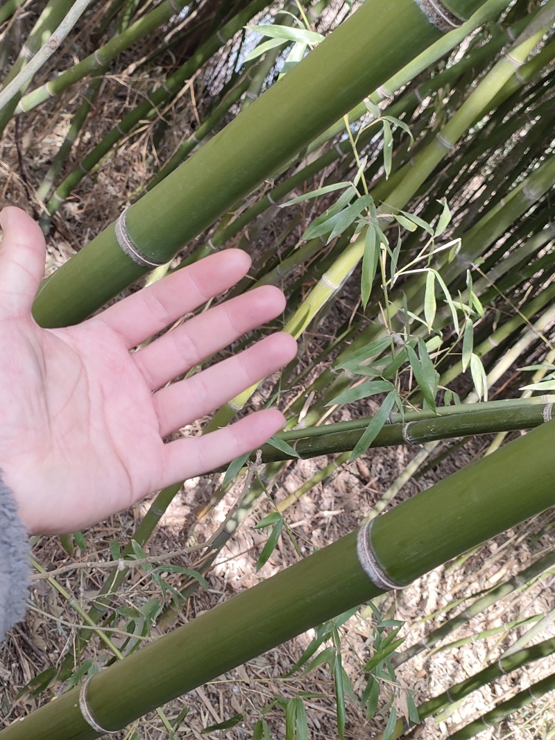 大概有两亩地的毛竹处理，家里老人不希望连根挖，价格可协商