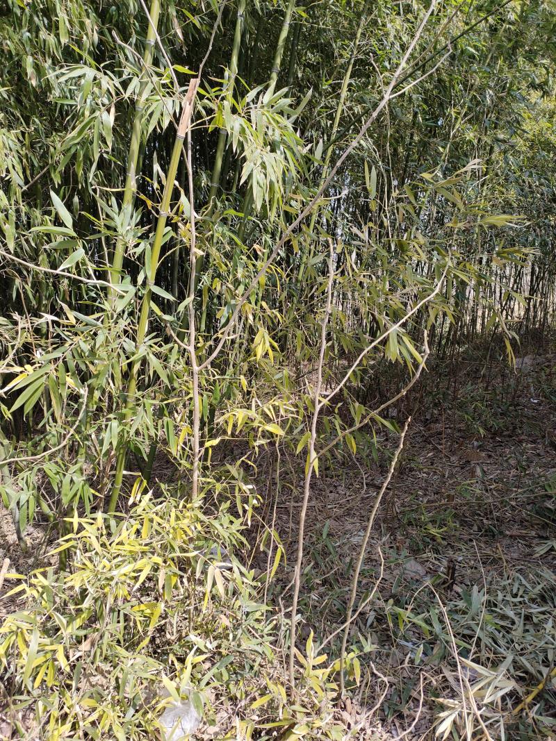 大概有两亩地的毛竹处理，家里老人不希望连根挖，价格可协商