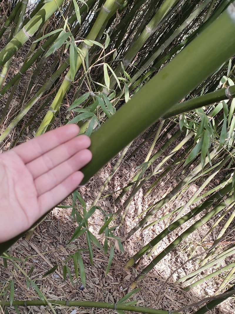 大概有两亩地的毛竹处理，家里老人不希望连根挖，价格可协商