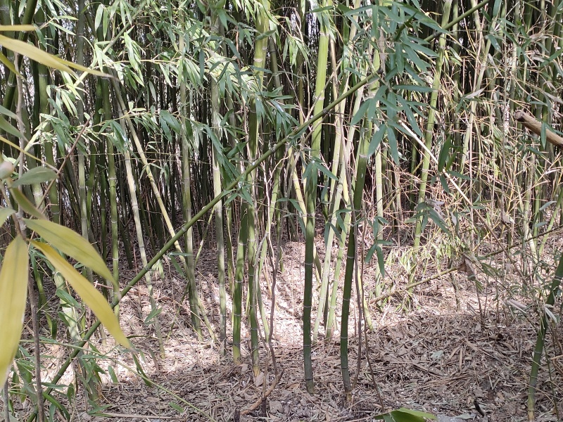大概有两亩地的毛竹处理，家里老人不希望连根挖，价格可协商
