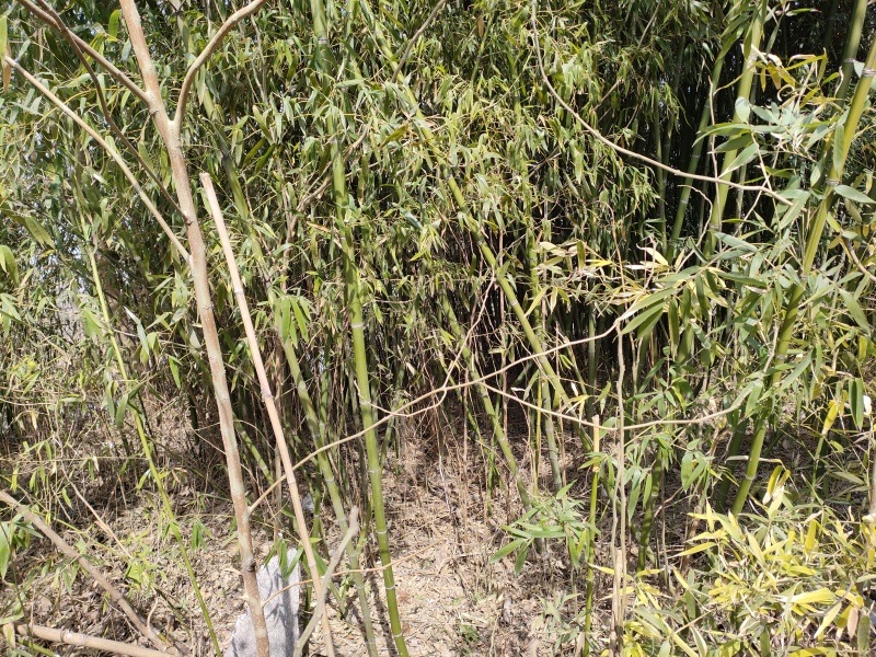 大概有两亩地的毛竹处理，家里老人不希望连根挖，价格可协商