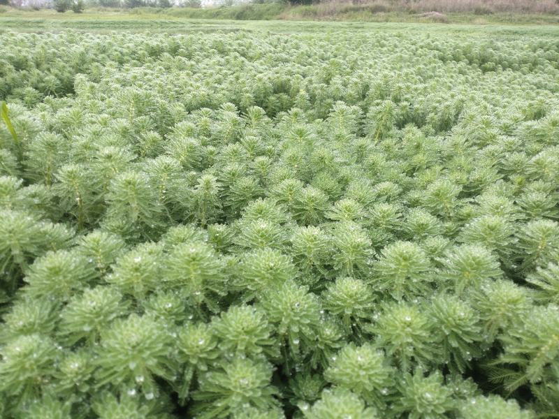 粉绿狐尾藻、观赏水生植物、用于景区湿地公园、养殖遮阴观赏