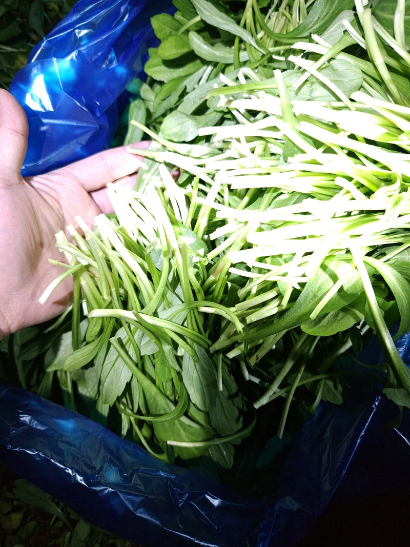 南汇大马兰春节不打烊！！