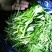 南汇大马兰春节不打烊！！