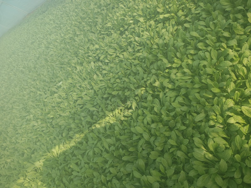 南汇大马兰春节不打烊！！