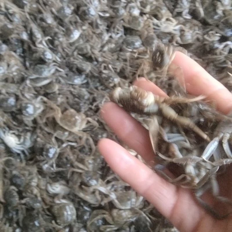 优质蟹苗品质保证服务周到产地直发价格美丽欢迎联系
