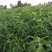 苗圃供应各品种桃树苗，价格不一样，欢迎大家踊跃咨询