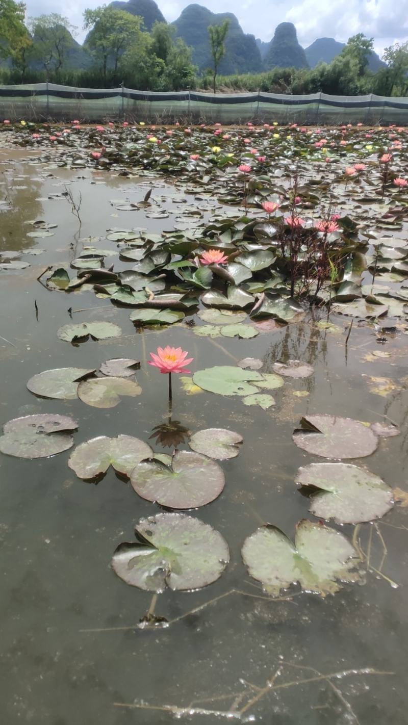万维沙睡莲