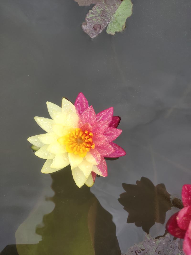 万维沙睡莲