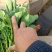 宜昌板蓝根菜心