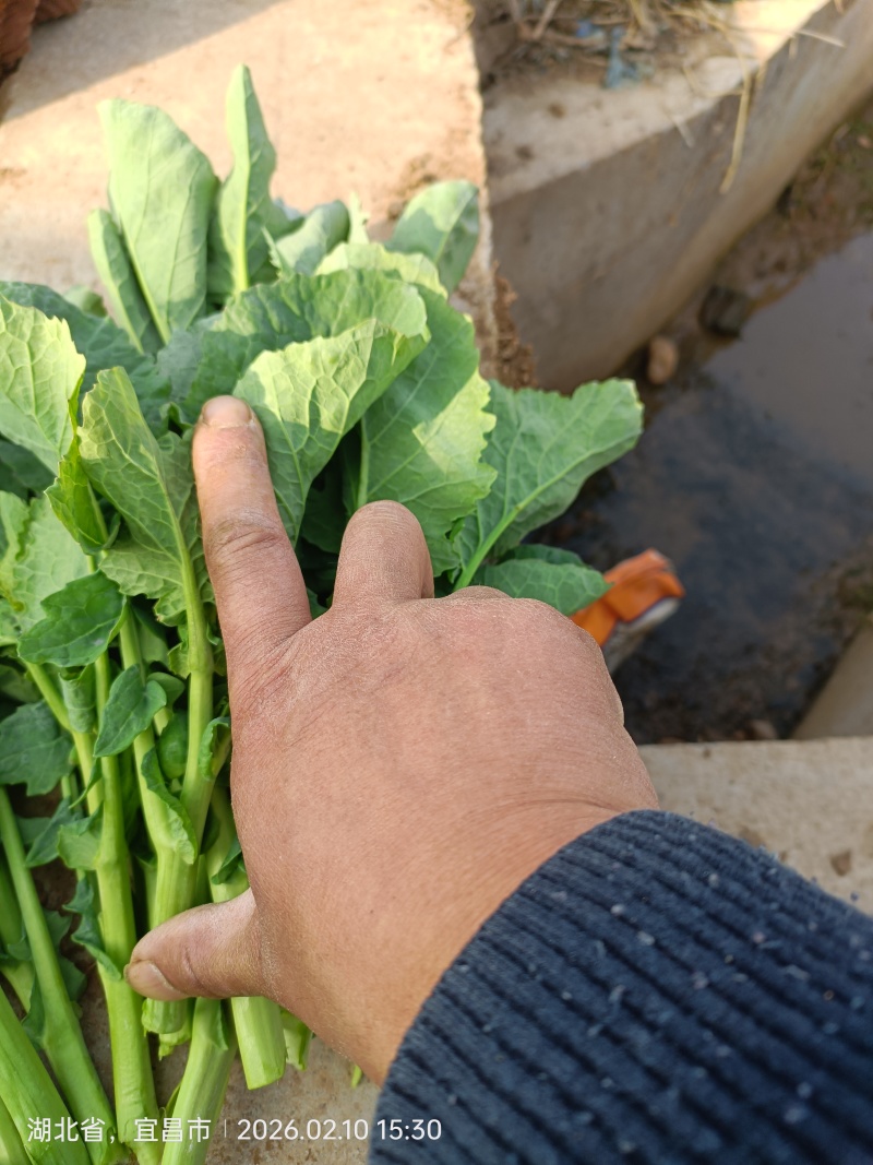 宜昌板蓝根菜心