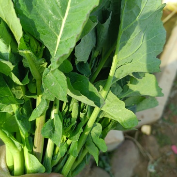 宜昌板蓝根菜心