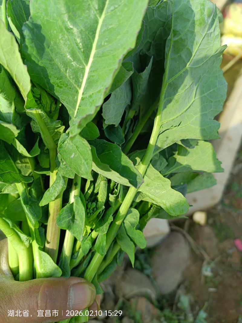 宜昌板蓝根菜心