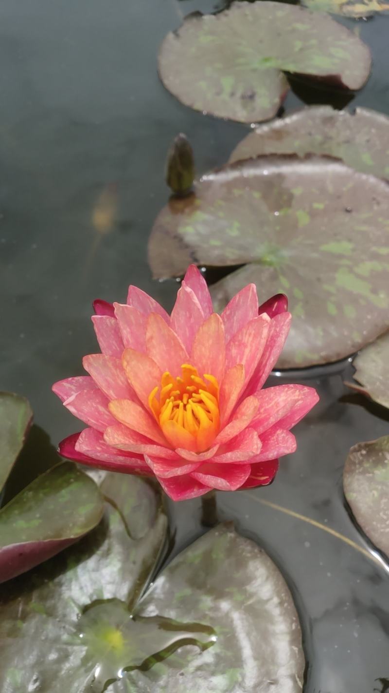 万维沙睡莲