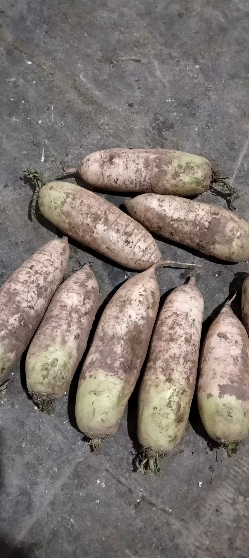 甘肃萝卜