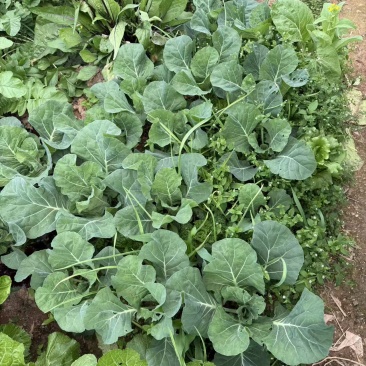 亲子共享菜园招租啦！想告别菜市场的“科技与狠活”面谈