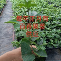 选择种植百香果嫁接苗，让你更省心，种出的果更均匀个头大