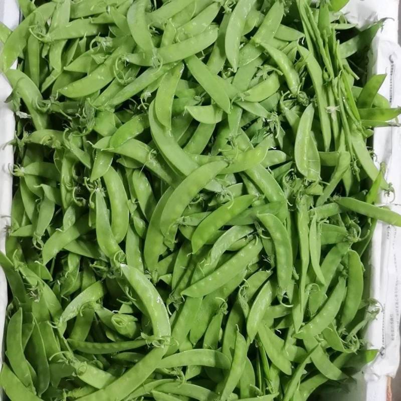 自家种的荷兰豆，有2000斤左右。