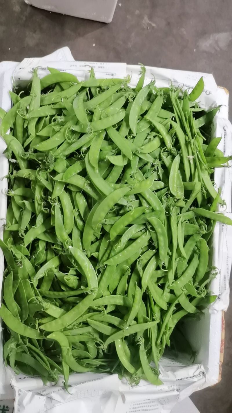 自家种的荷兰豆，有2000斤左右。