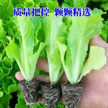 生菜苗【意大利生菜苗】以质量求生存、以信誉求发展