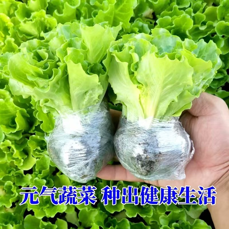 生菜苗【意大利生菜苗】以质量求生存、以信誉求发展
