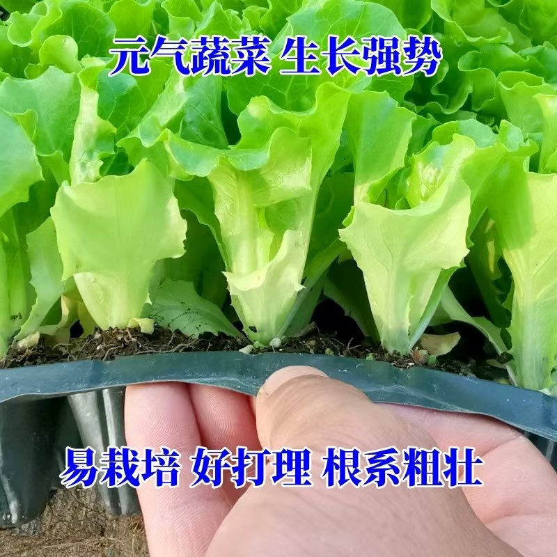 生菜苗【意大利生菜苗】以质量求生存、以信誉求发展