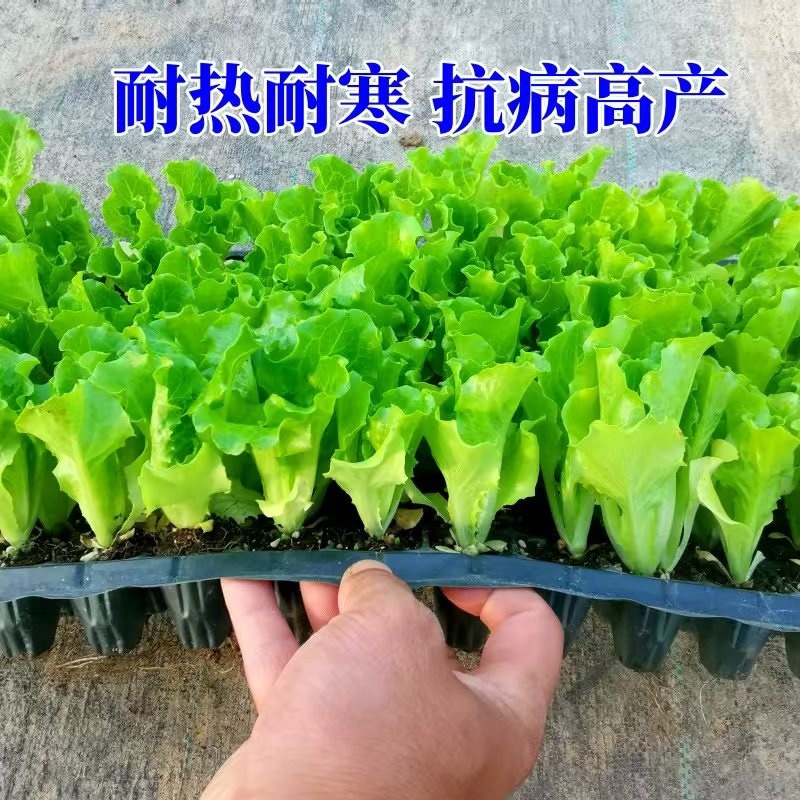 生菜苗【意大利生菜苗】以质量求生存、以信誉求发展