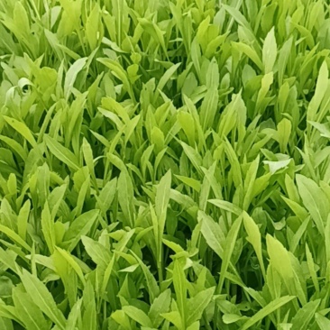 大叶马兰头