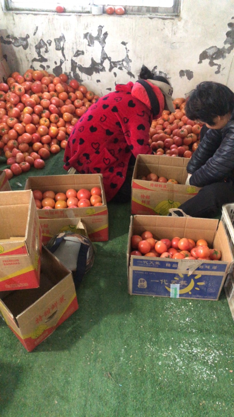 硬粉西红柿无疤弧三起步一手货源价格美丽