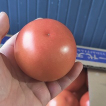 硬粉西红柿，产地直供，保质保量，量大从优