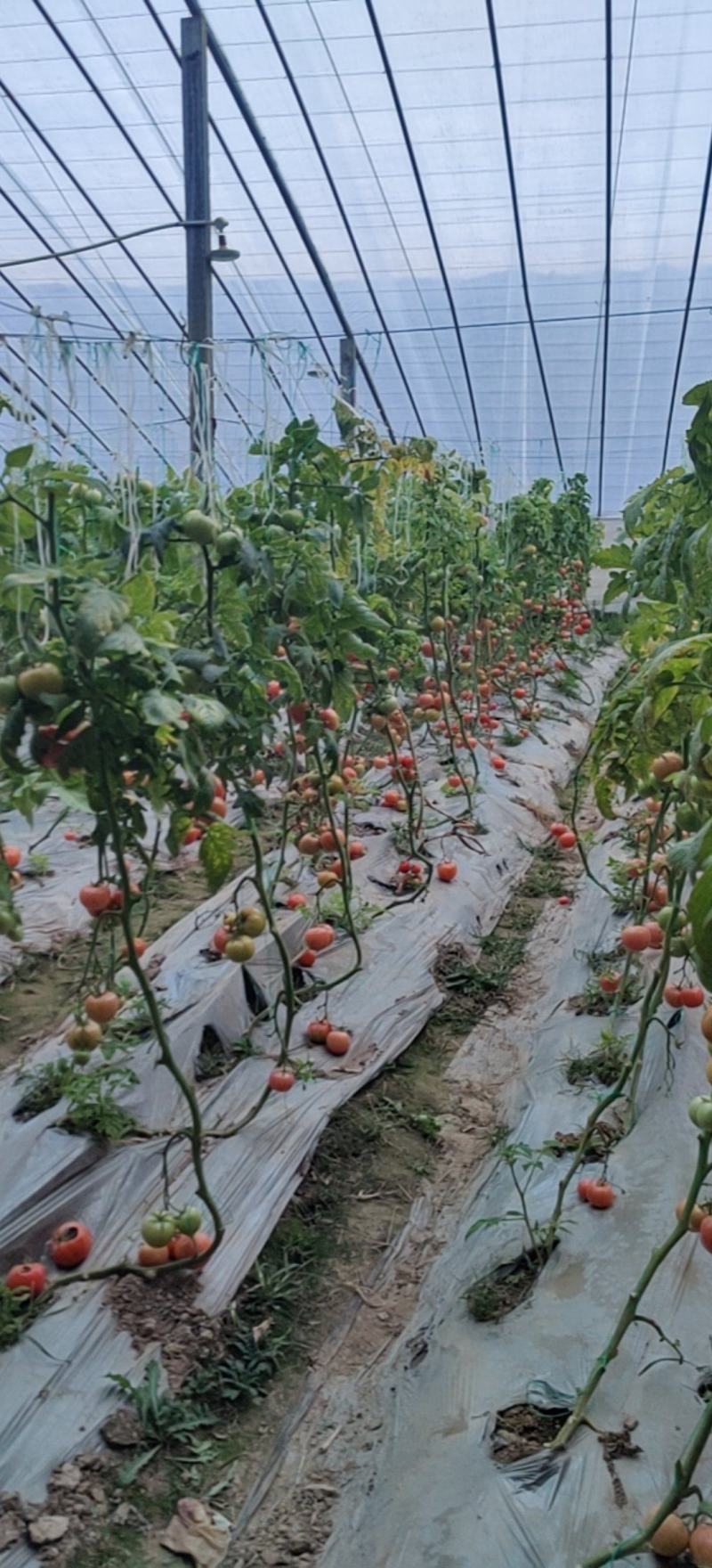 硬粉西红柿，产地直供，保质保量，量大从优