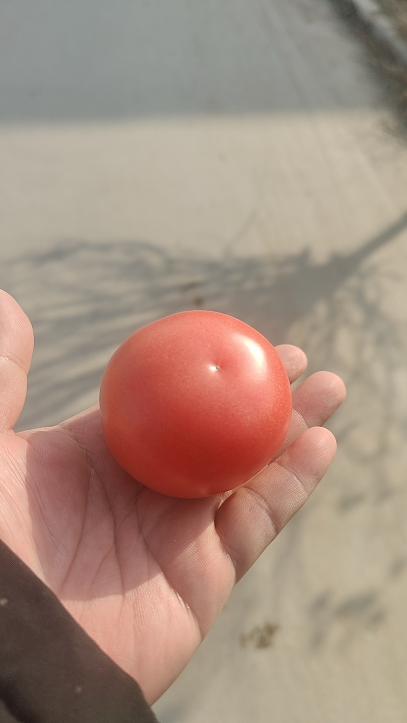 硬粉西红柿，产地直供，保质保量，量大从优