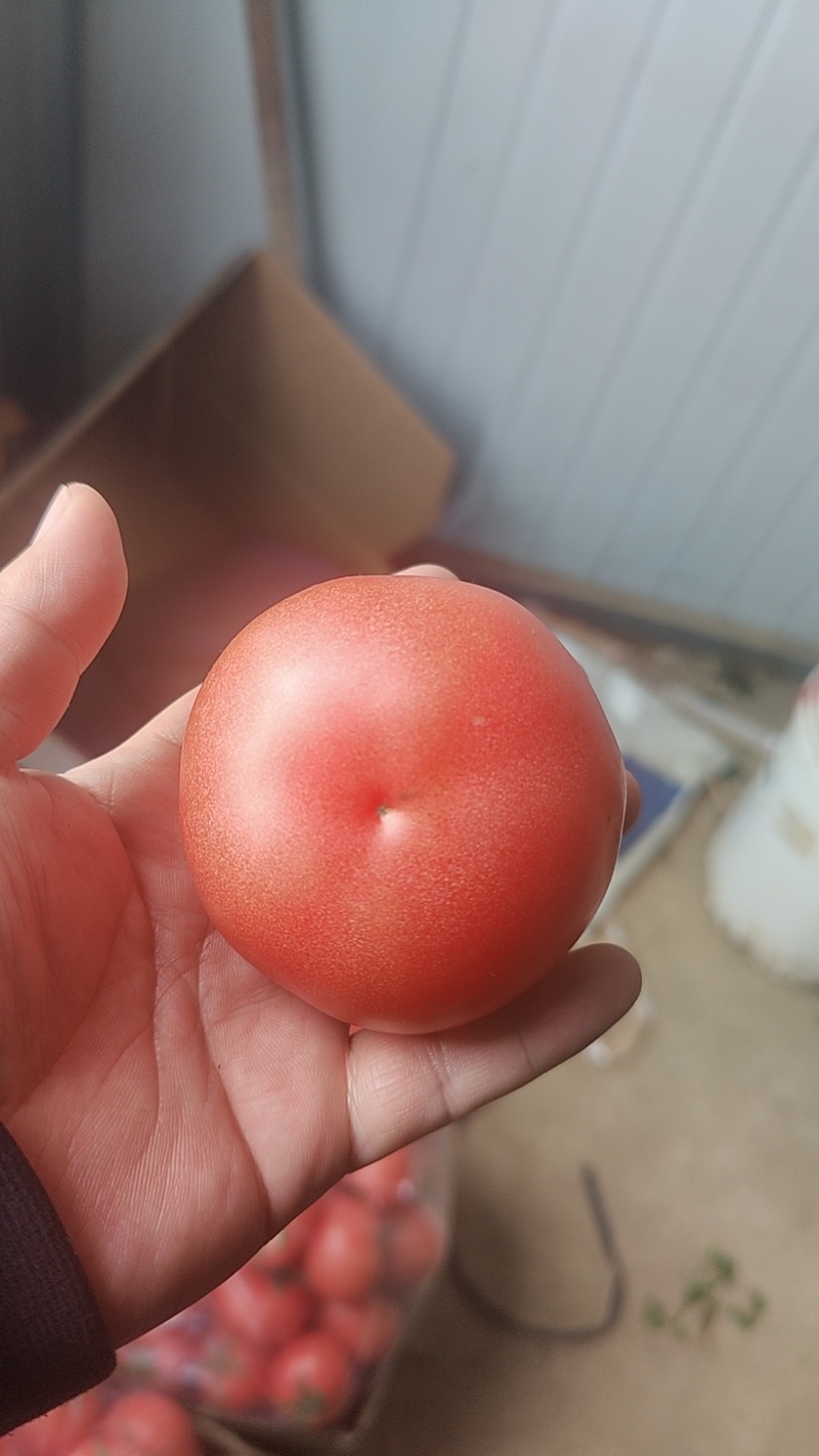 硬粉西红柿，产地直供，保质保量，量大从优