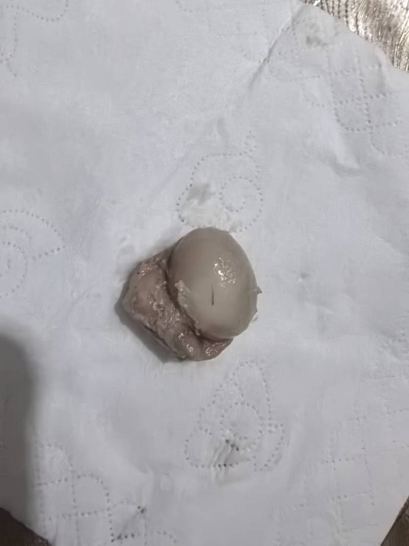 鸭宝