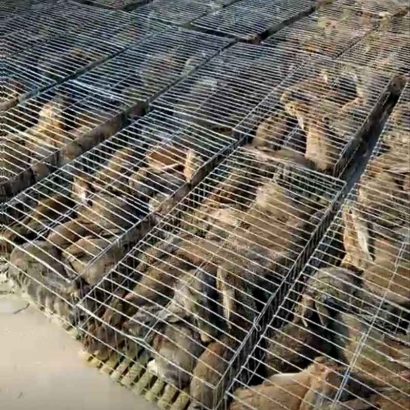 比利时种兔抗病能力强，抵抗能力强，一个月一窝一窝15只
