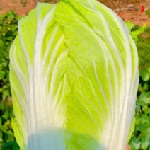 大白菜