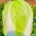 大白菜
