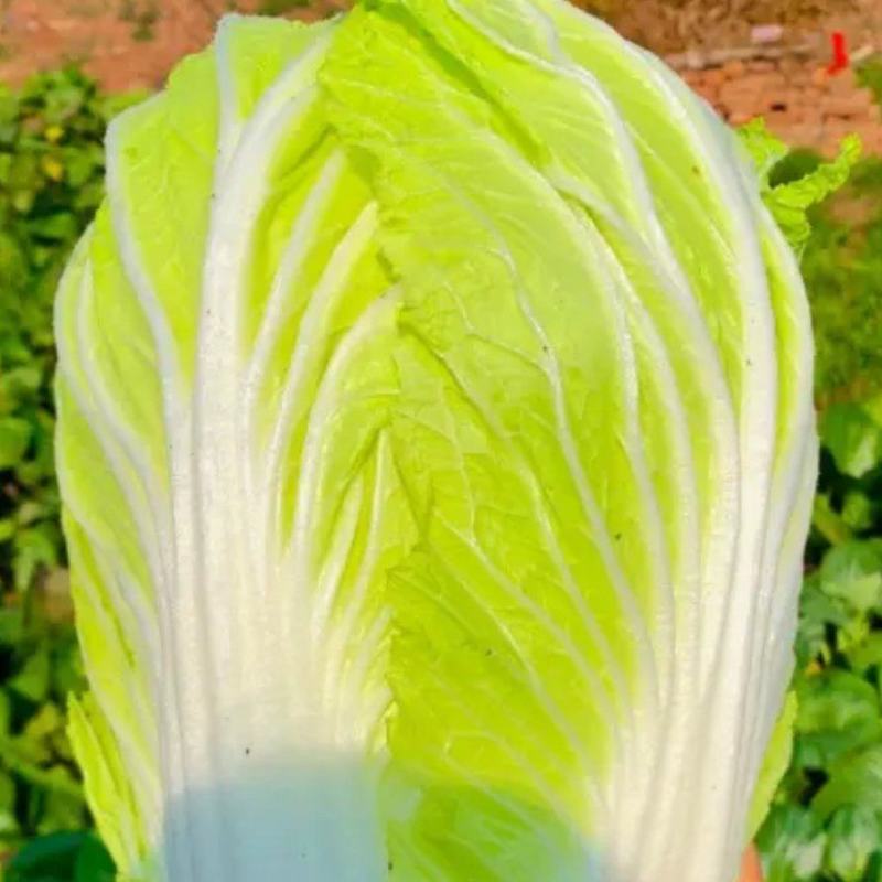 大白菜