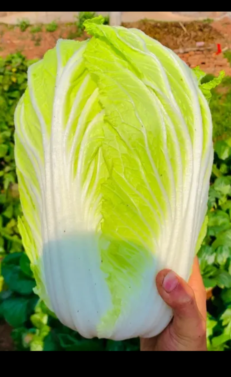 大白菜