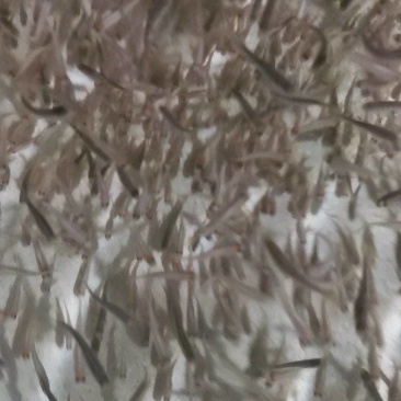 优质虹金鳟鱼苗，需要的可以联系我。