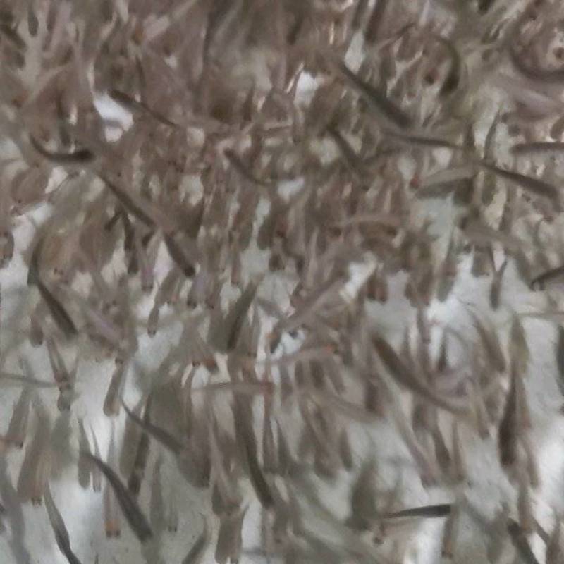 优质虹金鳟鱼苗，需要的可以联系我。