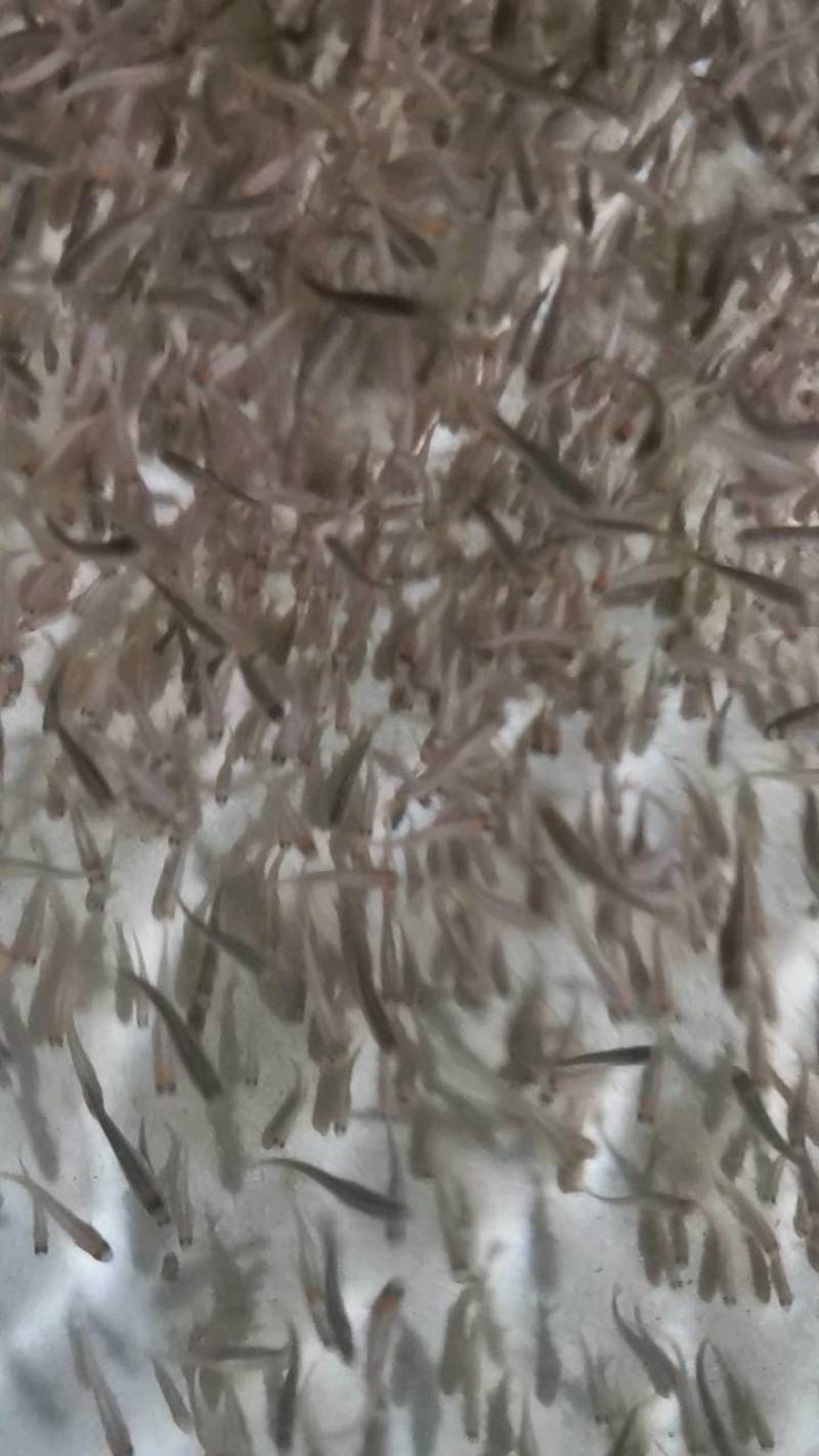优质虹金鳟鱼苗，需要的可以联系我。